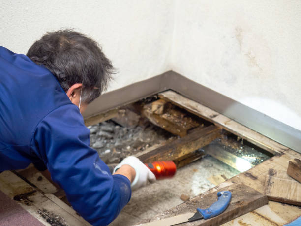 Mold Removal and Inspection in Fox Chapel, PA