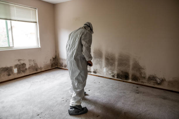Best Mold Damage Repair  in Fox Chapel, PA