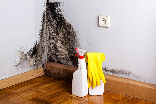 Best Black Mold Removal  in Fox Chapel, PA